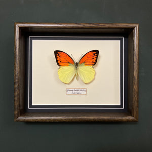 Hebomoia Leucippe daemonis (Indonesia)