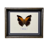 Historis Odius (French Guiana)