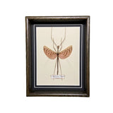 Diesbachia Tamyris (Malaysia)