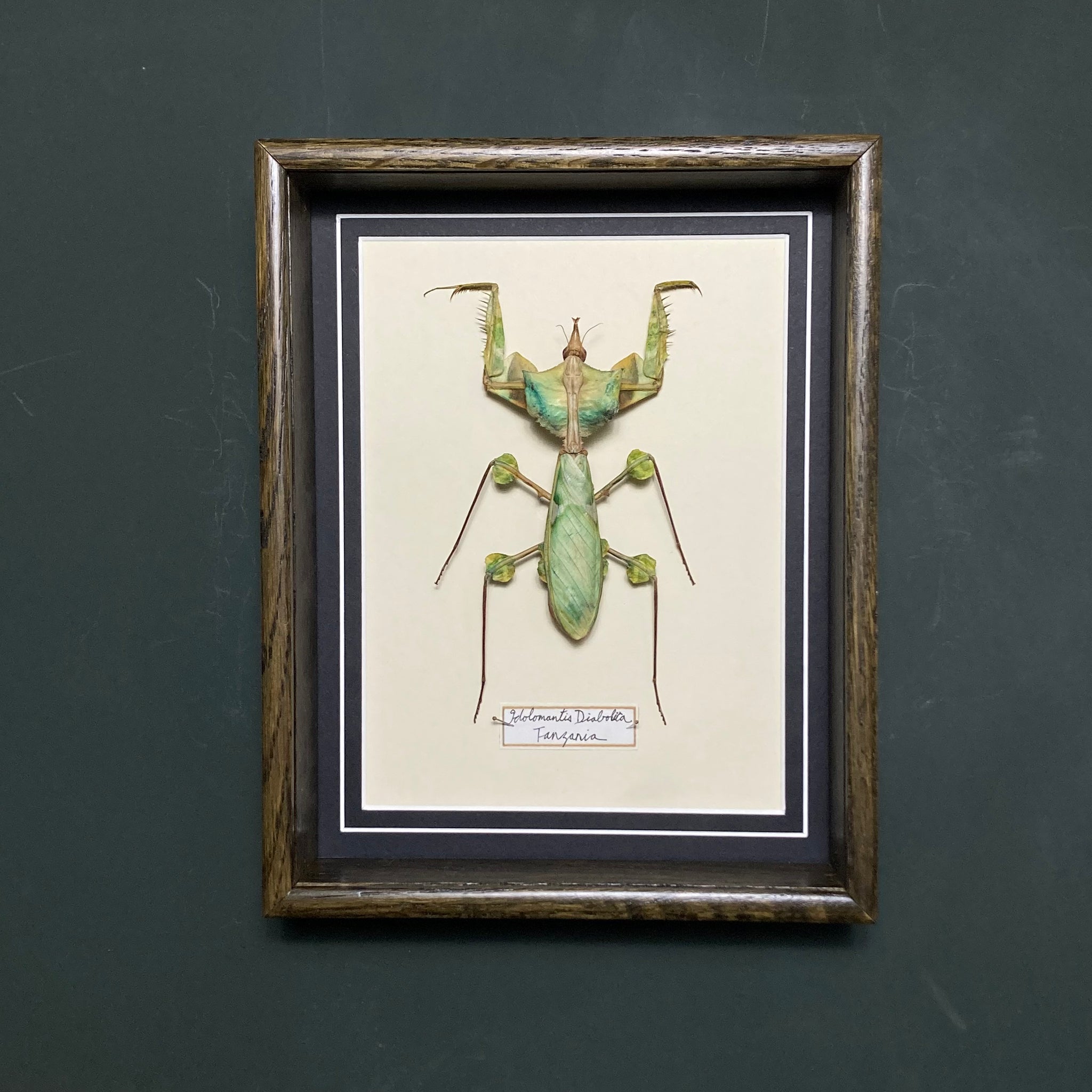 Idolomantis Diabolica (Tanzania)