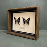 Graphium Weiskei (Papua New Guinea)