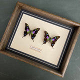 Graphium Weiskei (Papua New Guinea)