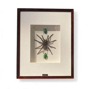 Large framed bird eating spider and iridescent beetles .