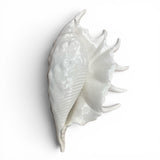 Large 1970's Ceramic seashell by