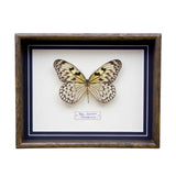 Idea Leuconoe (Philippines)