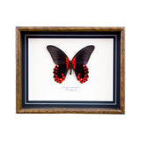 Papilio Rumanzovia (Philippines)
