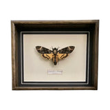Acherontia Atropos (Spain)