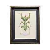 Idolomantis Diabolica (Tanzania)