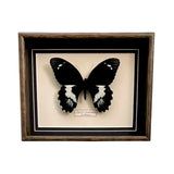 Papilio Gambrisius (Indonesia)