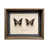 Graphium Weiskei (Papua New Guinea)