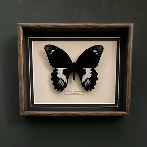 Papilio Gambrisius (Indonesia)