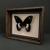 Papilio Gambrisius (Indonesia)