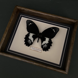 Papilio Gambrisius (Indonesia)