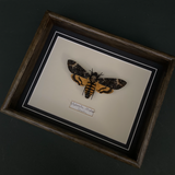 Acherontia Atropos (Spain)