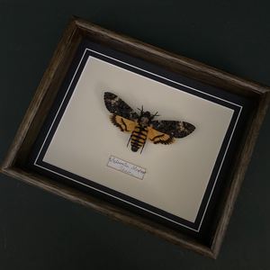 Acherontia Atropos (Spain)