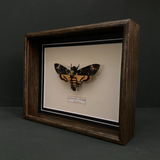 Acherontia Atropos (Spain)