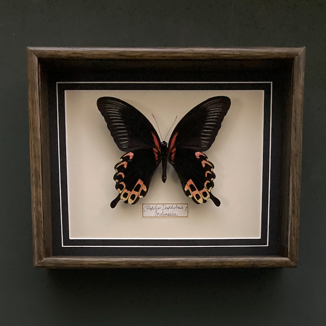 Papilio Deiphobus (Indonesia)
