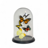 Mixed Butterfly Dome