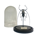 Batocera Wallacei Dome