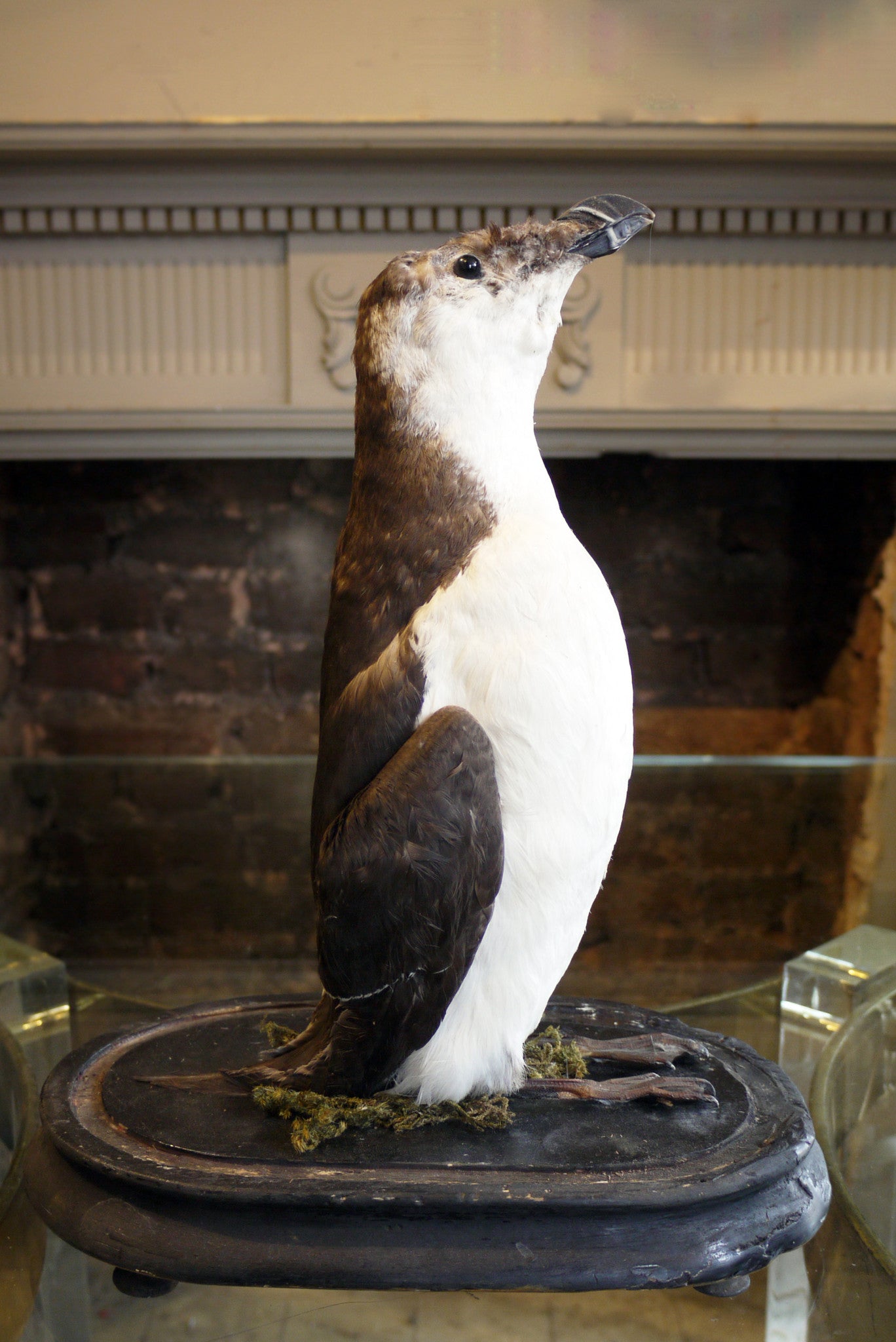 Taxidermy Bird in Antique Bell Jar