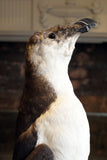 Taxidermy Bird in Antique Bell Jar