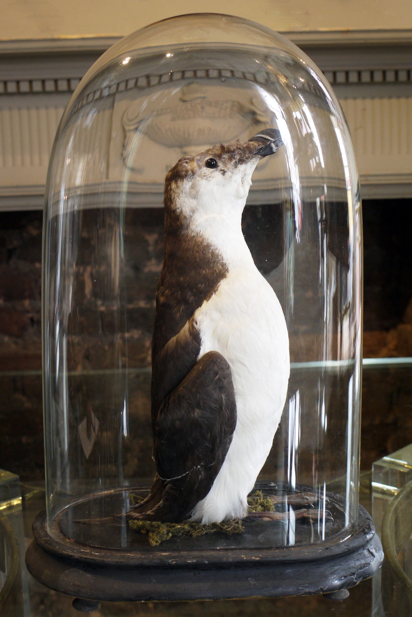 Taxidermy Bird in Antique Bell Jar