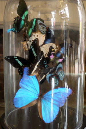 X Butterflys in a Bell Jar