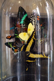 X Butterflys in a Bell Jar