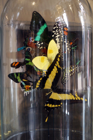 X Butterflys in a Bell Jar