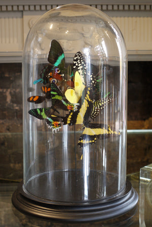 X Butterflys in a Bell Jar