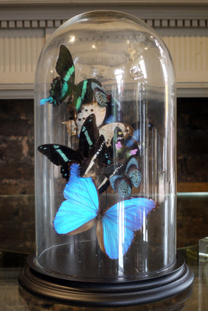 X Butterflys in a Bell Jar
