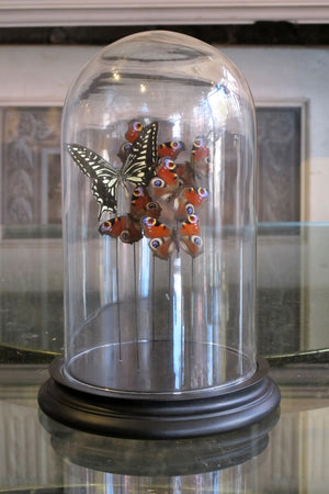 X Butterflies in a Bell Jar