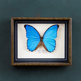 Morpho Didius (Costa Rica)