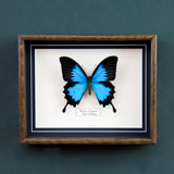 Papilio Ulysses (New Caledonia)