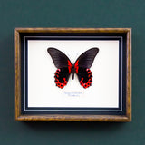 Papilio Rumanzovia (Philippines)