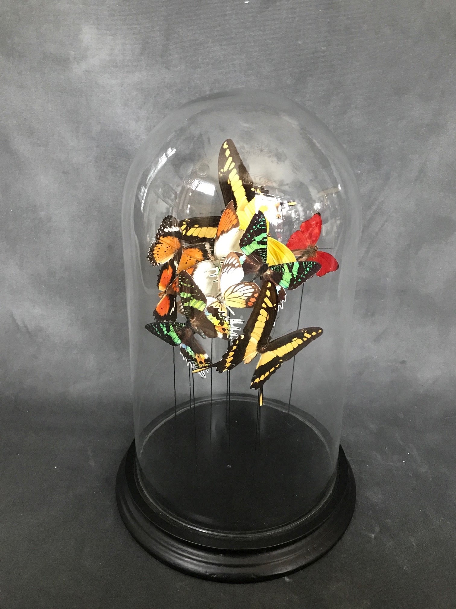 Butterflies in a Bell Jar