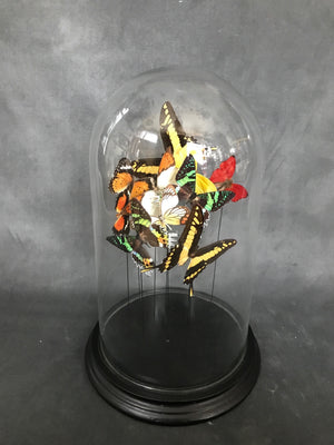 Butterflies in a Bell Jar
