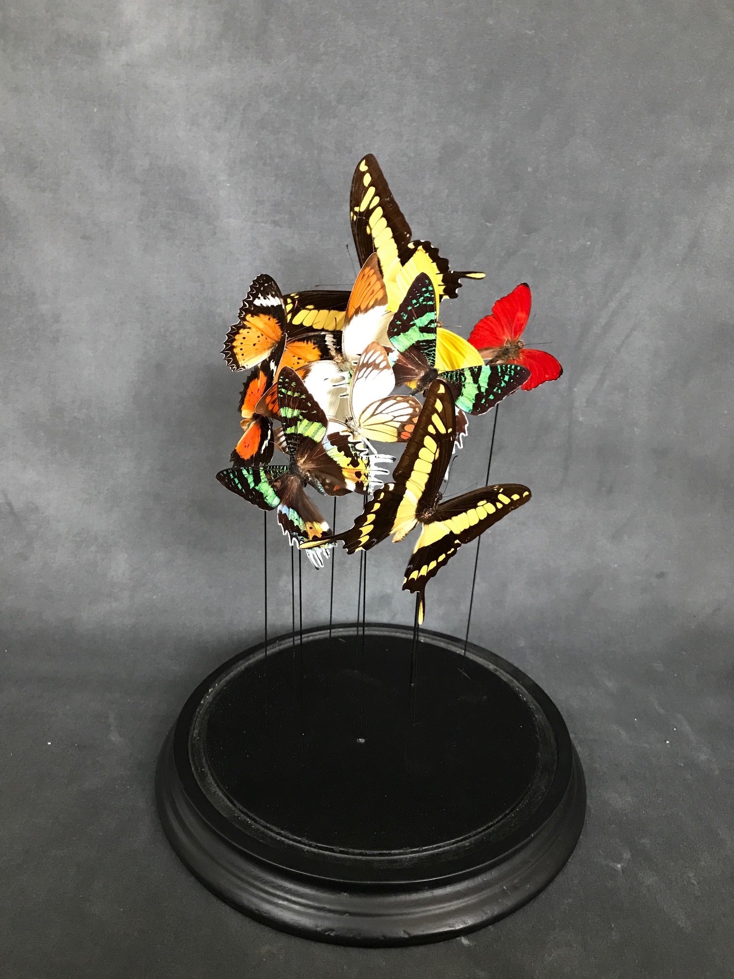 Butterflies in a Bell Jar