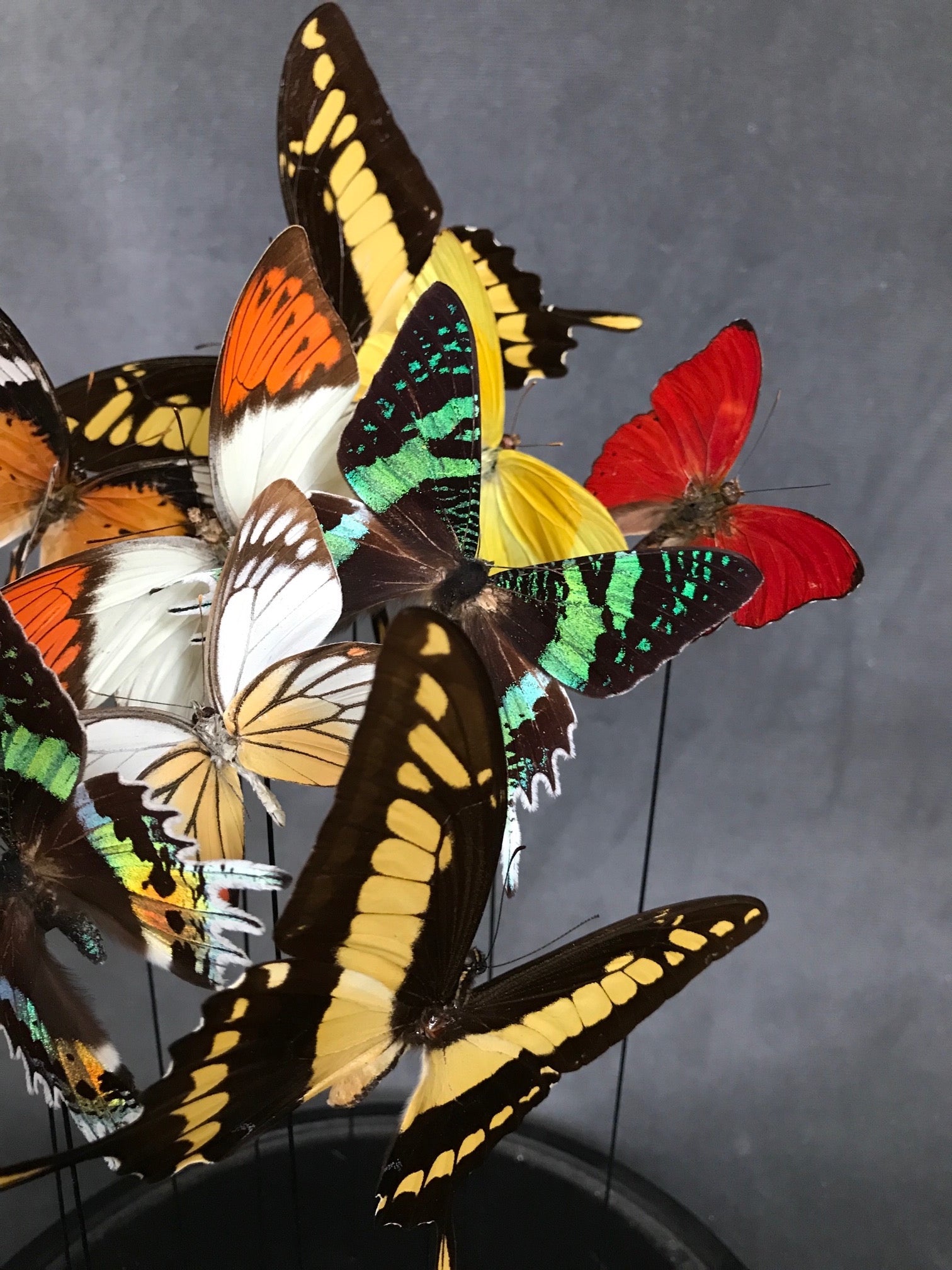 Butterflies in a Bell Jar