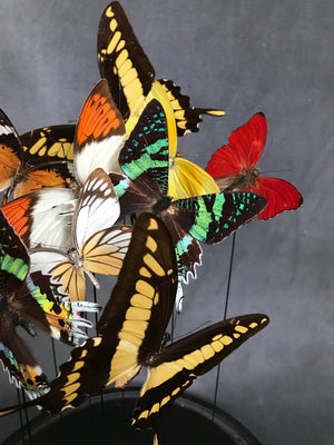 Butterflies in a Bell Jar