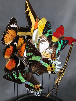 Butterflies in a Bell Jar