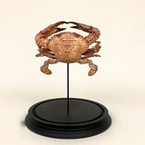 Unusual tropical crab specimen mounted in a glass dome.