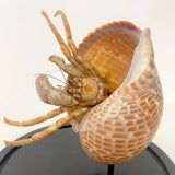 large Hermit crab specimen mounted in a glass dome .