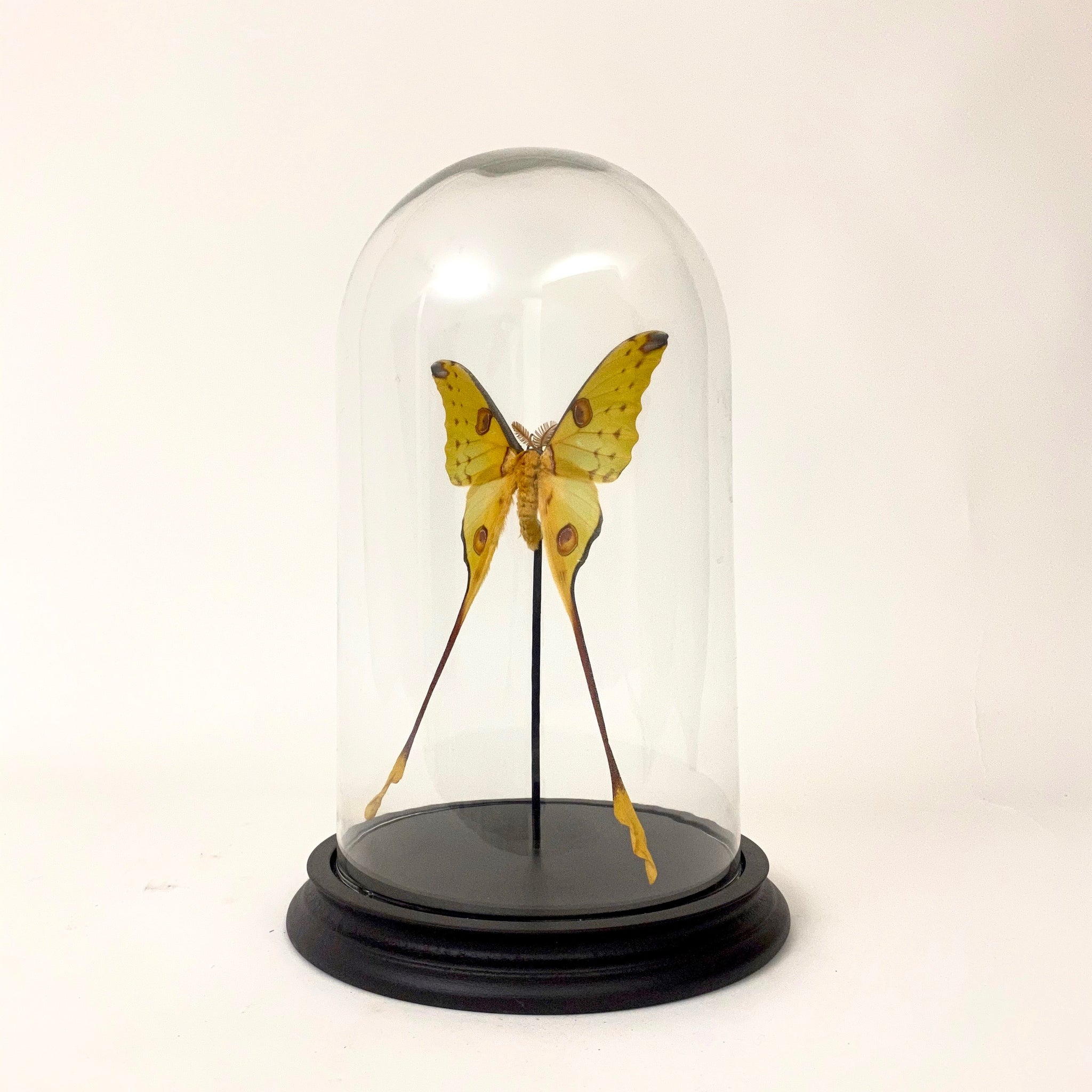 Stunning Moon moth specimen in large glass dome.