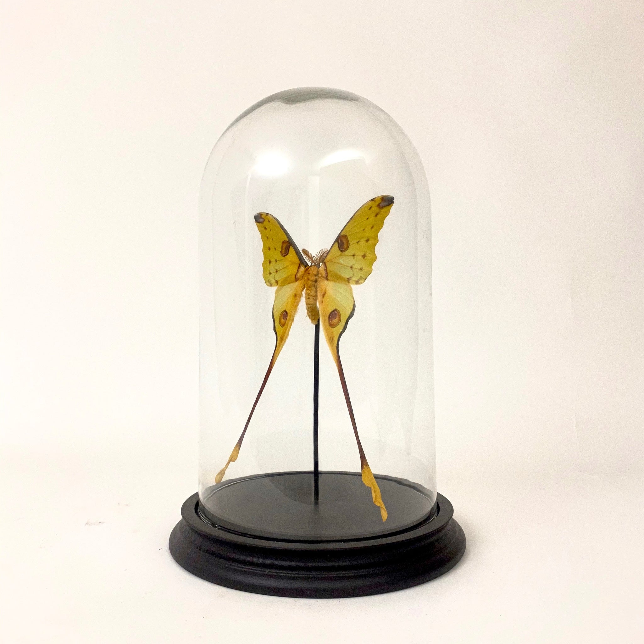 Stunning Moon moth specimen in large glass dome.
