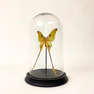 Stunning Moon moth specimen in large glass dome.