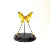 Stunning Moon moth specimen in large glass dome.