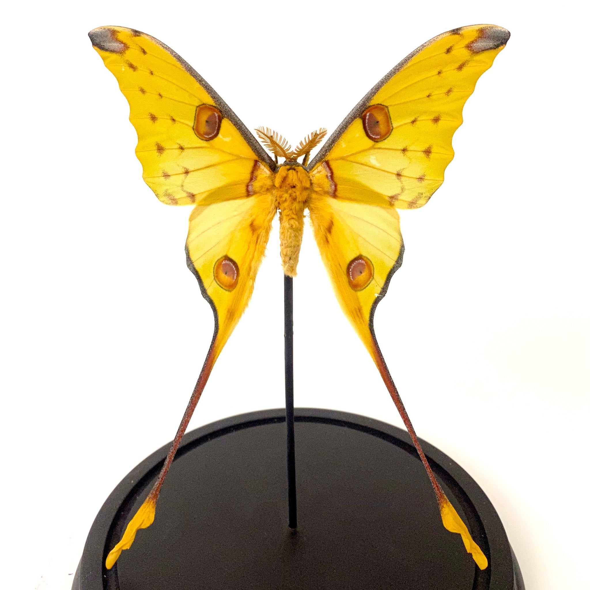 Stunning Moon moth specimen in large glass dome.