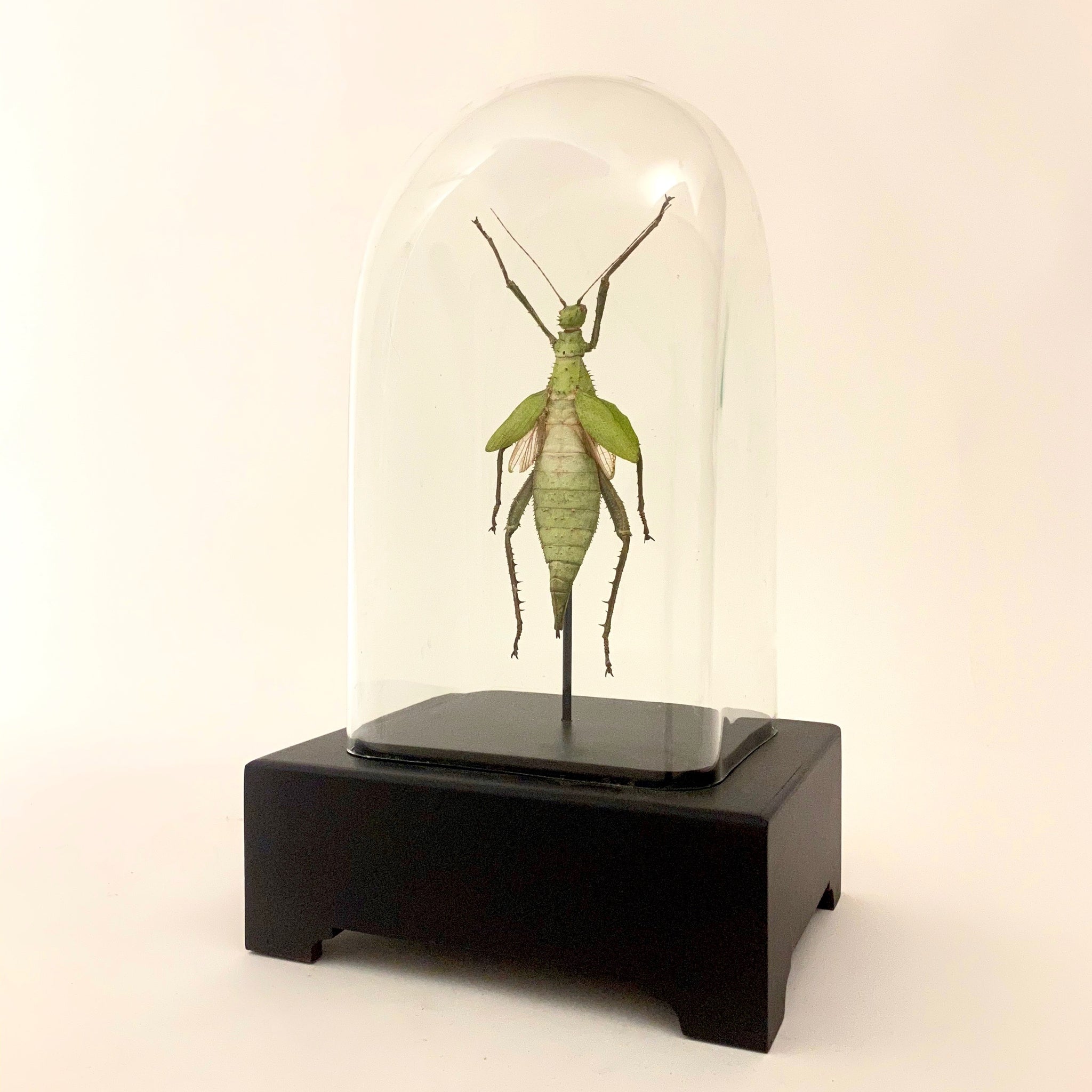 Giant jungle nymph in unusual antique glass display case.
