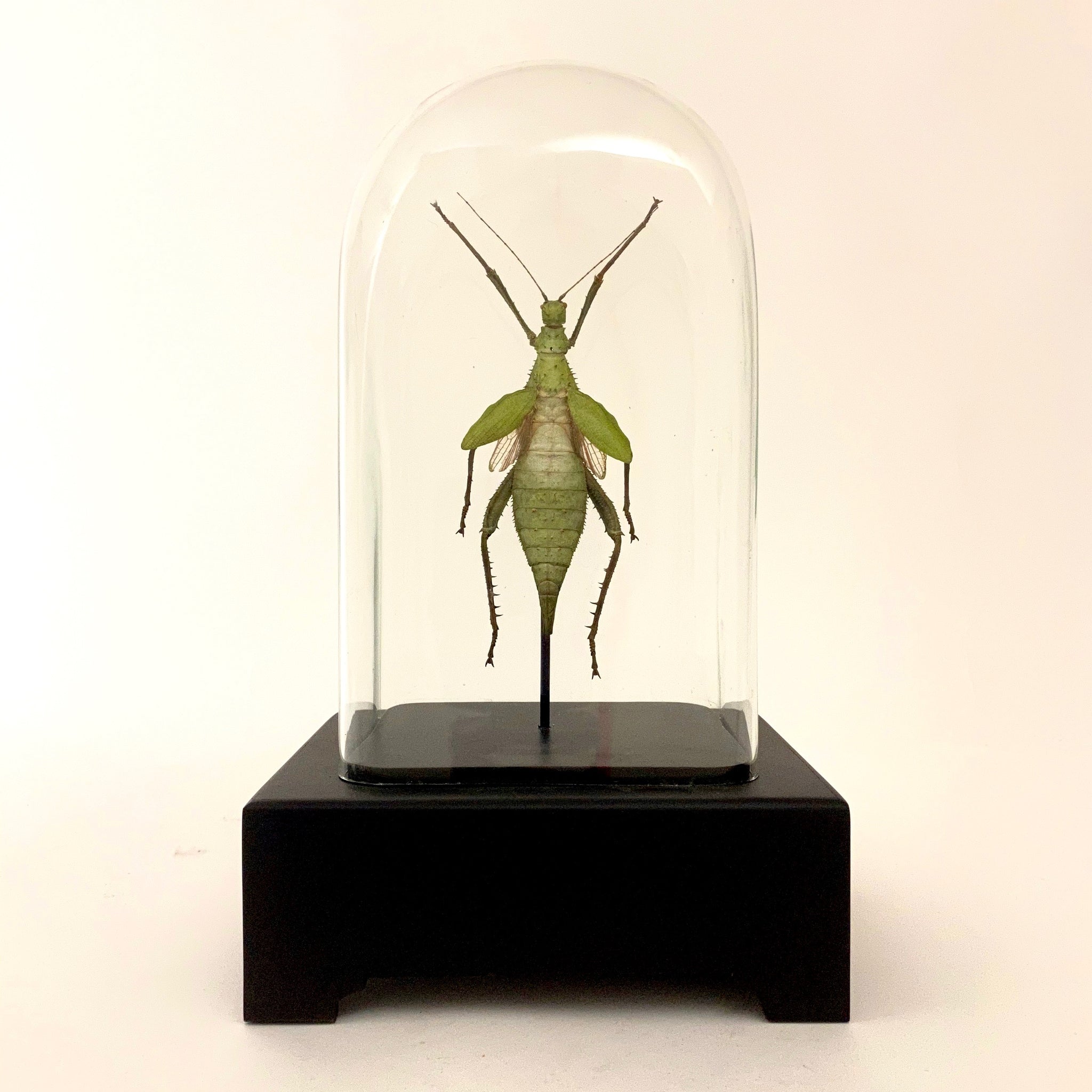 Giant jungle nymph in unusual antique glass display case.